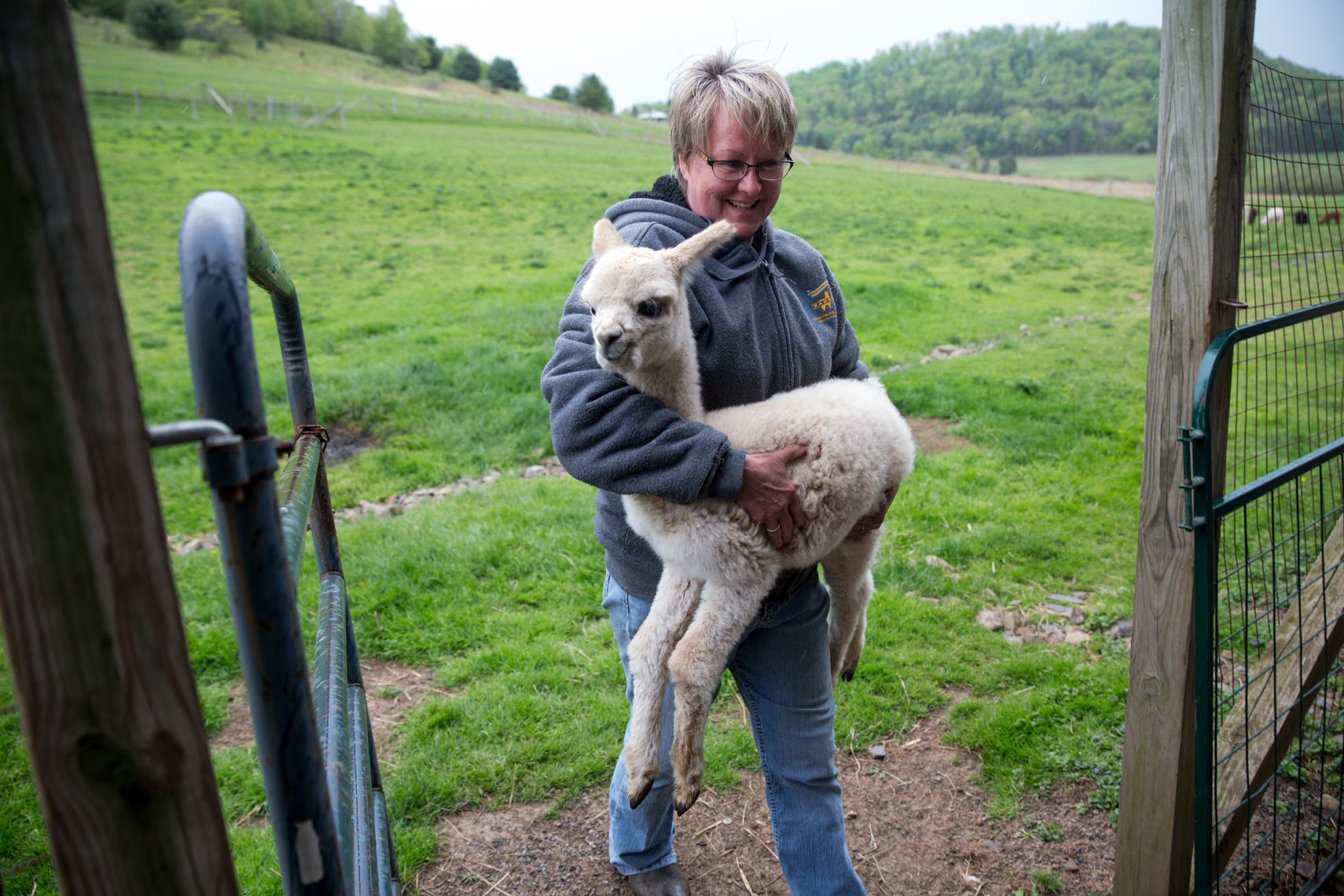 Lifestyle images of Alpaca on an Alpaca Farm 