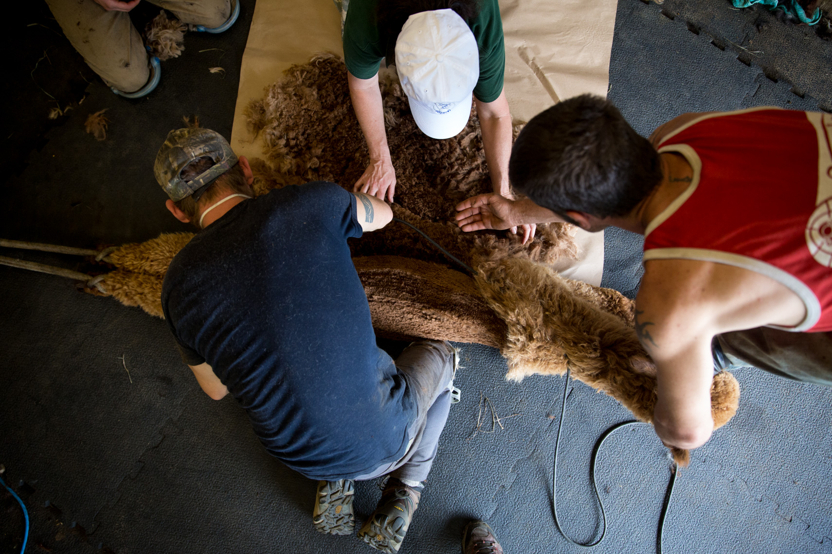 Lifestyle images of Alpaca on an Alpaca Farm 