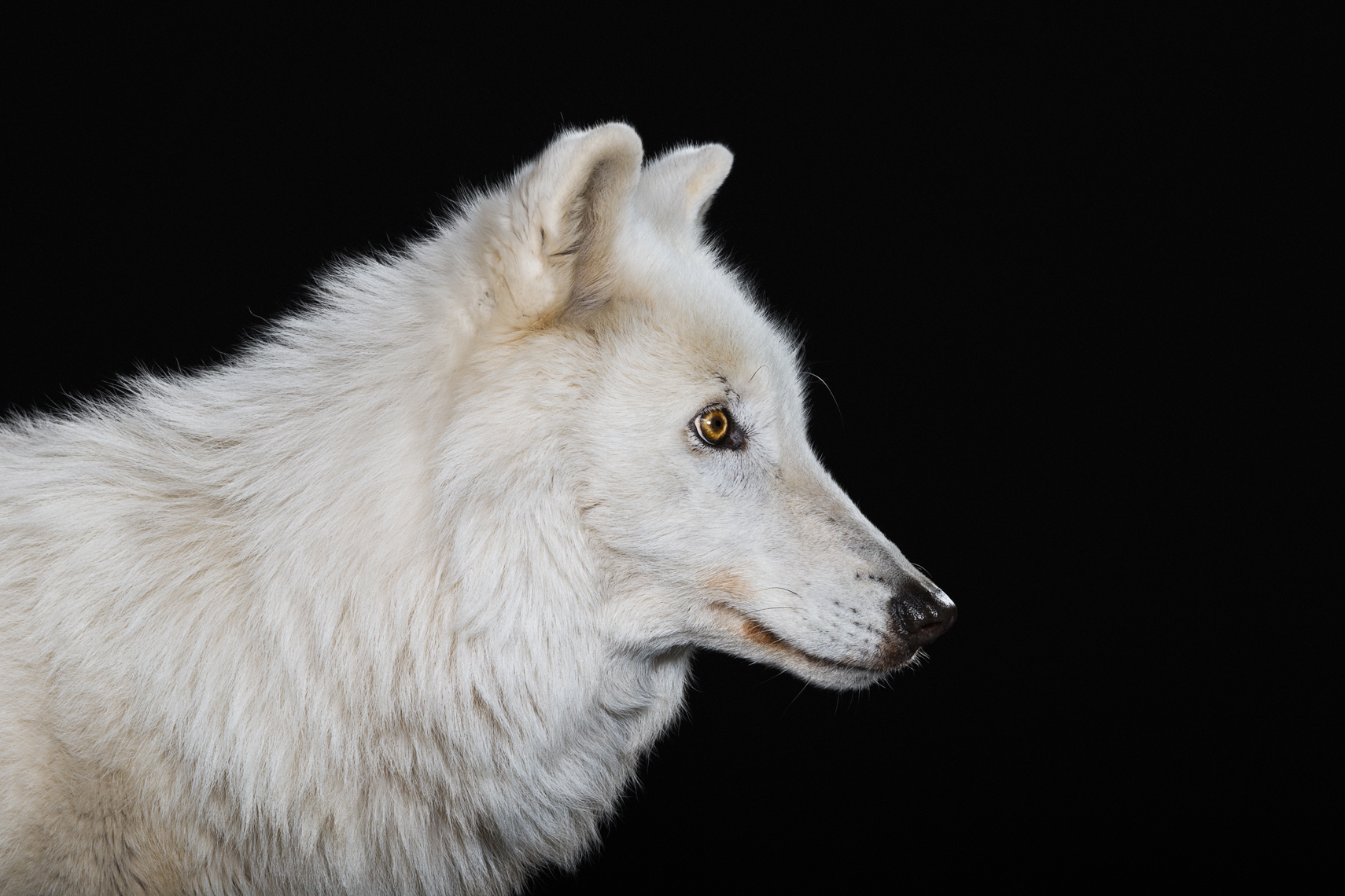arctic_wolf_portrait_01