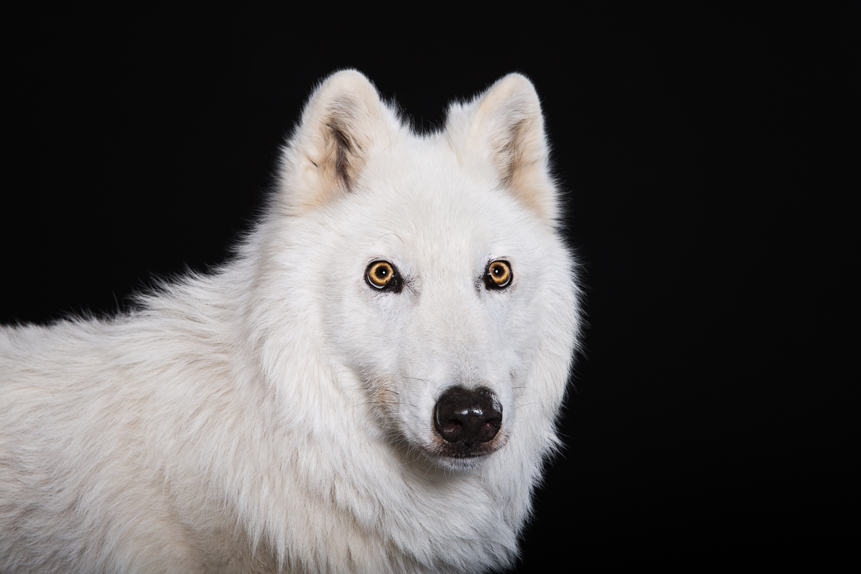 arctic_wolf_portrait_04
