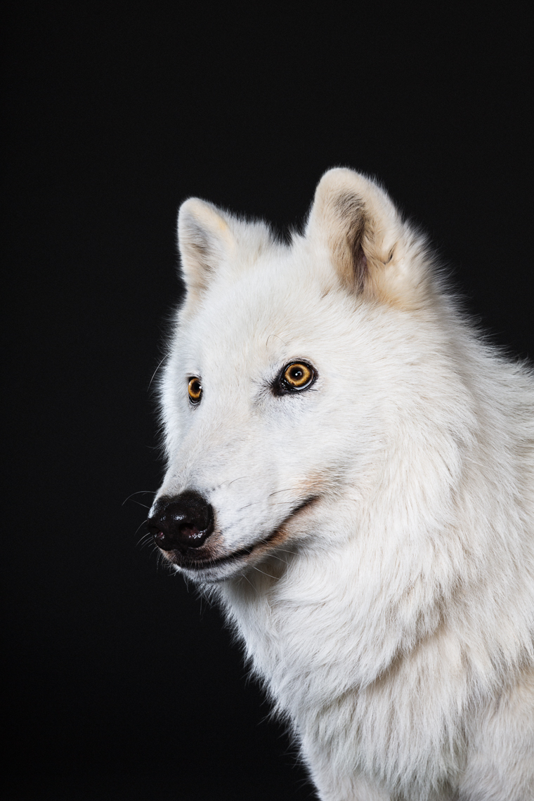 arctic_wolf_portrait_05