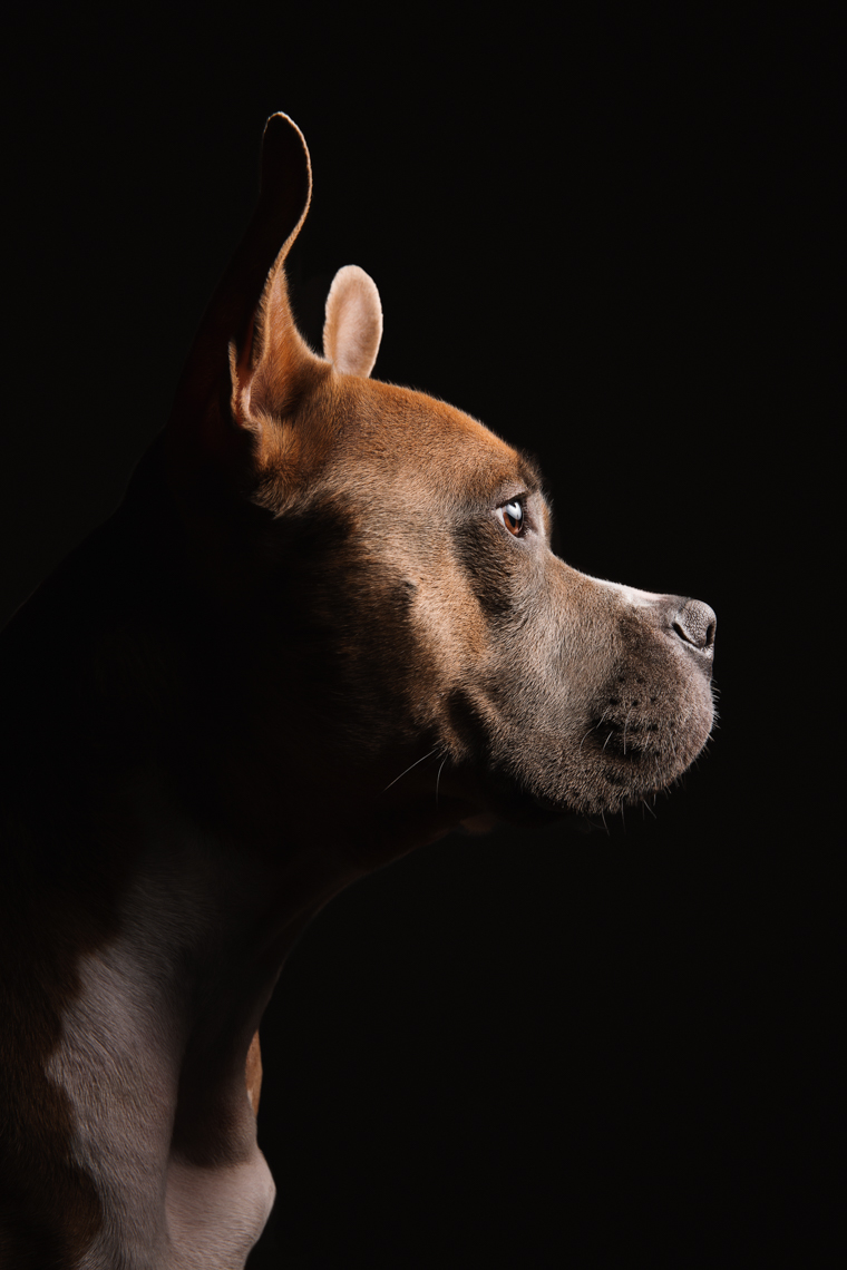Pit bull portrait on black 