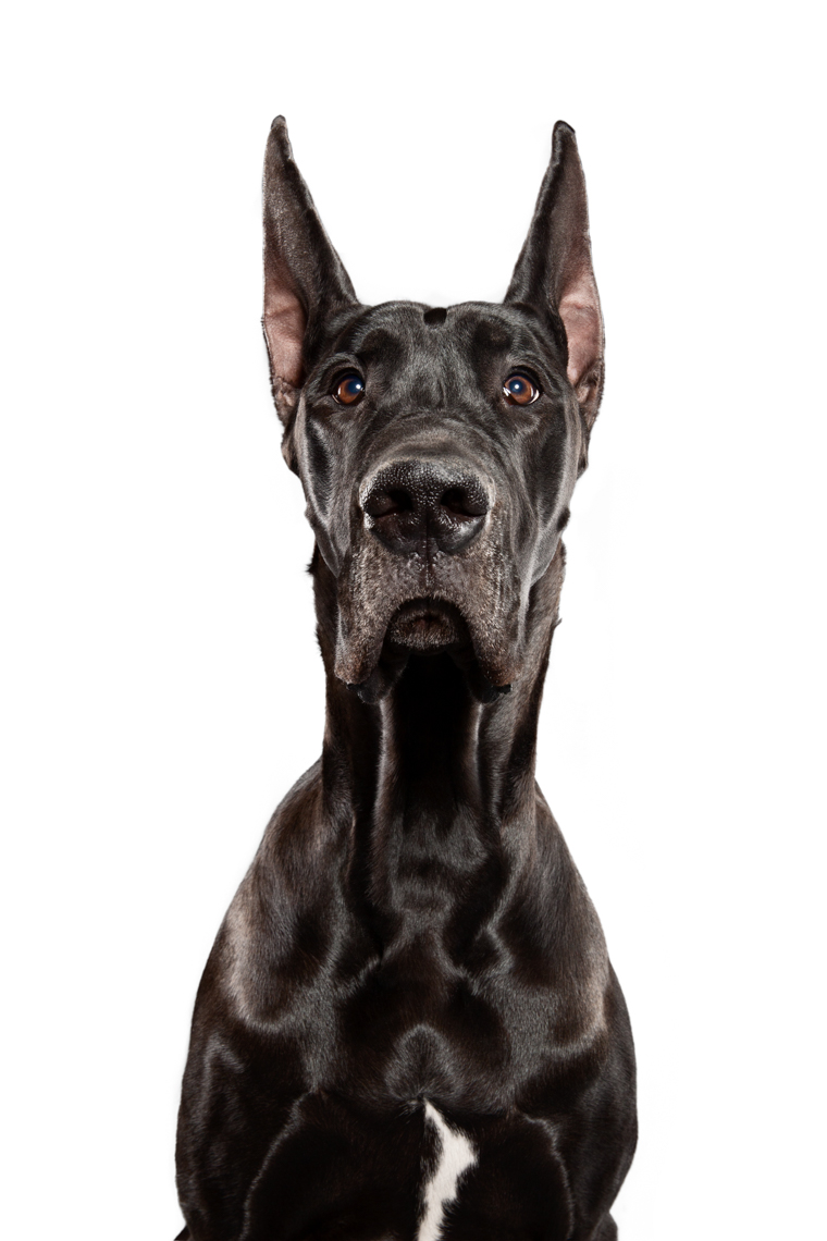 Great Dane female show dog