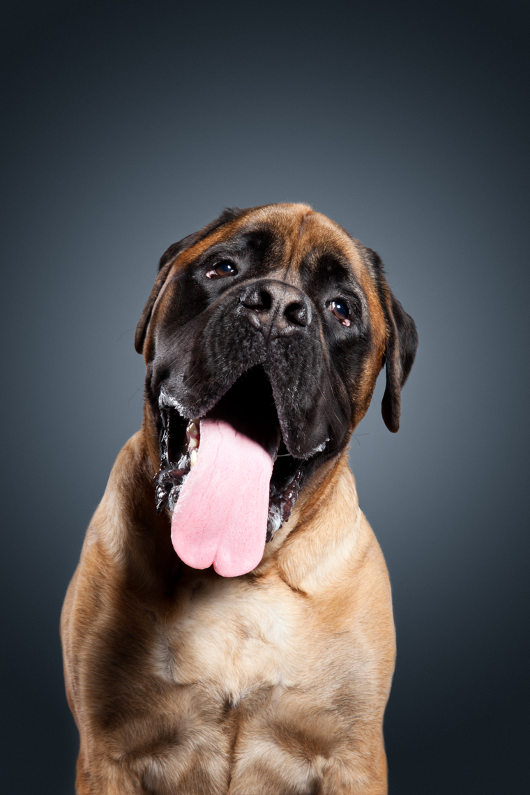 Mastiff intersted with his tongue hanging out