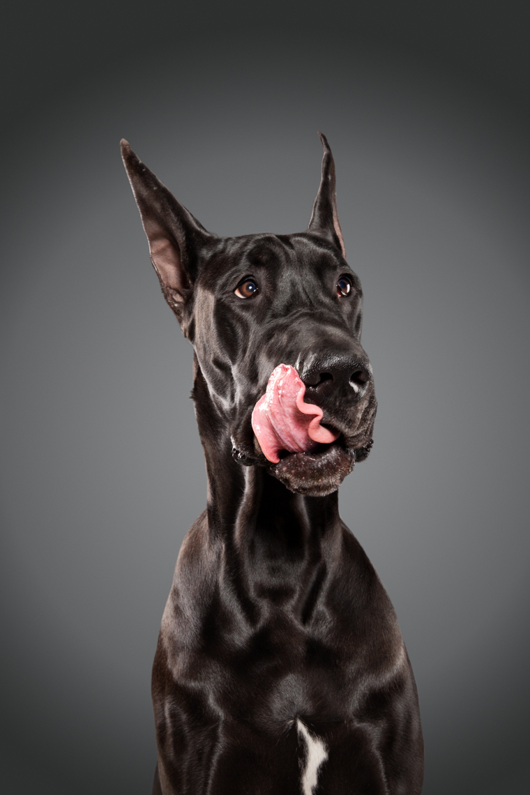 LICK: Portraits of dogs with their tongues out