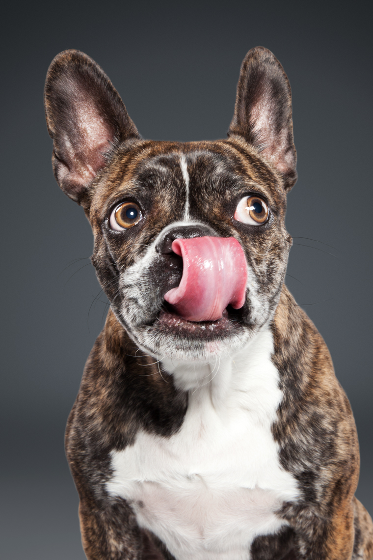 French Bulldog licking 