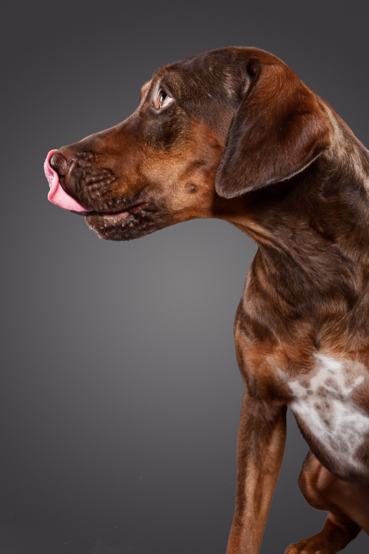 dogs_licking_portraits_06