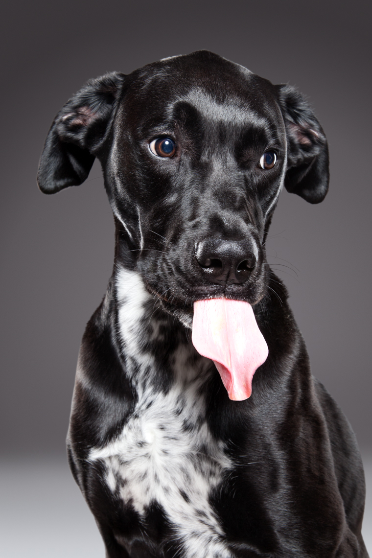 Great Dane Lab mix with his tongue out