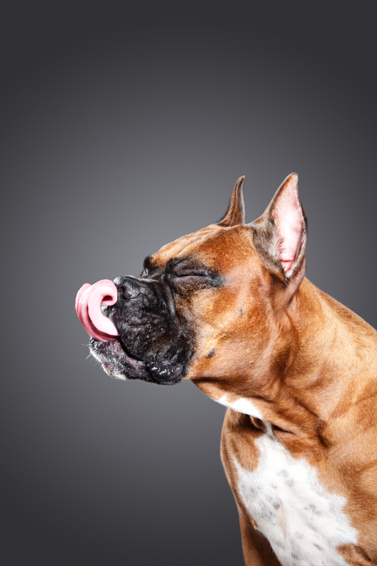 Beautiful licking portraits of dogs in studio