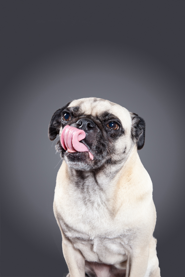 Portrait of a Pug licking