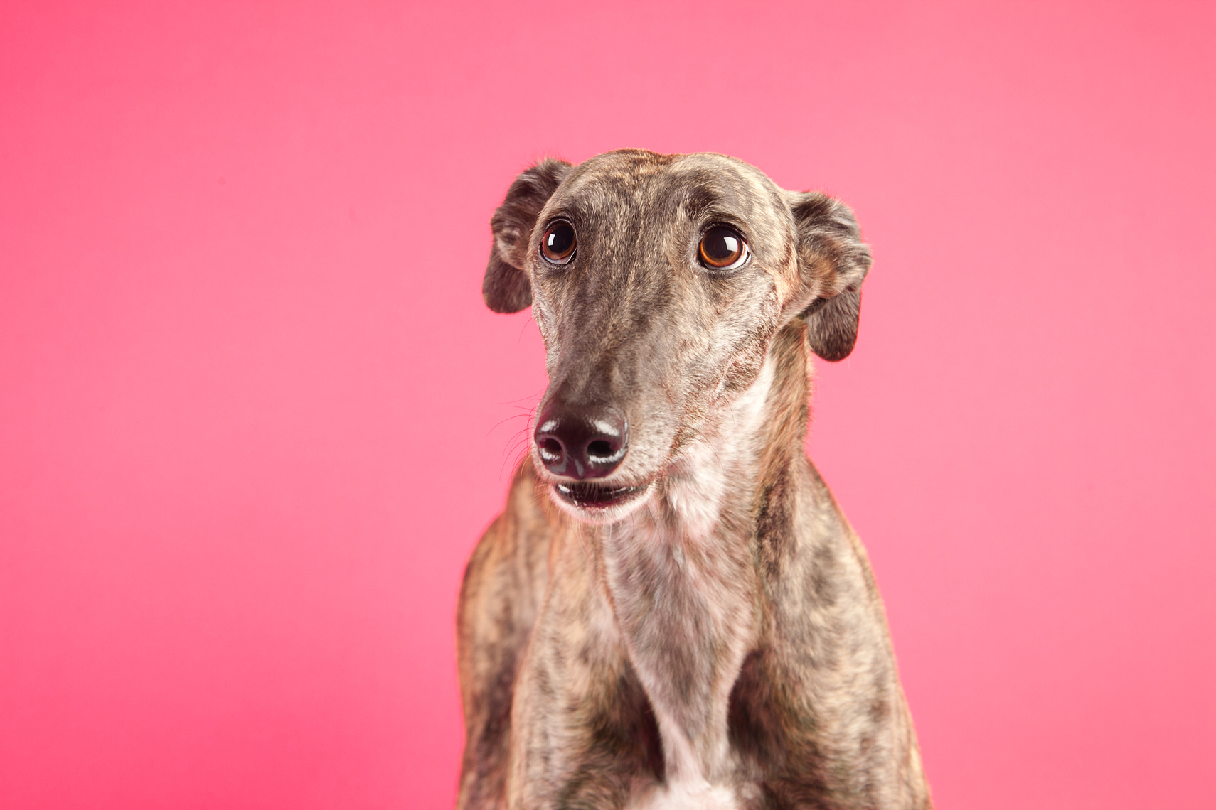 Girl rescued greyhound on a pink background