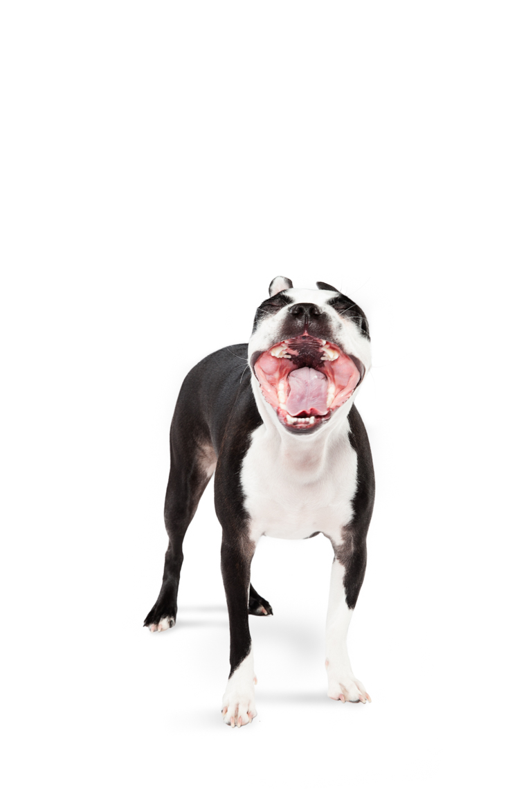 Boston Terrier yawning 