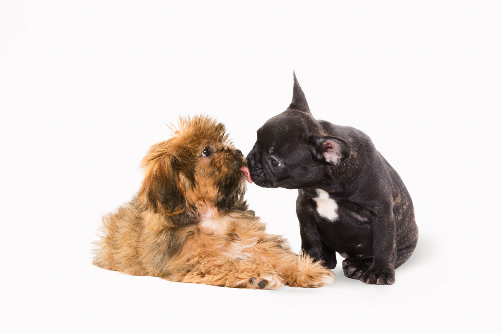 French Bulldog and Shorkie puppy licking one another