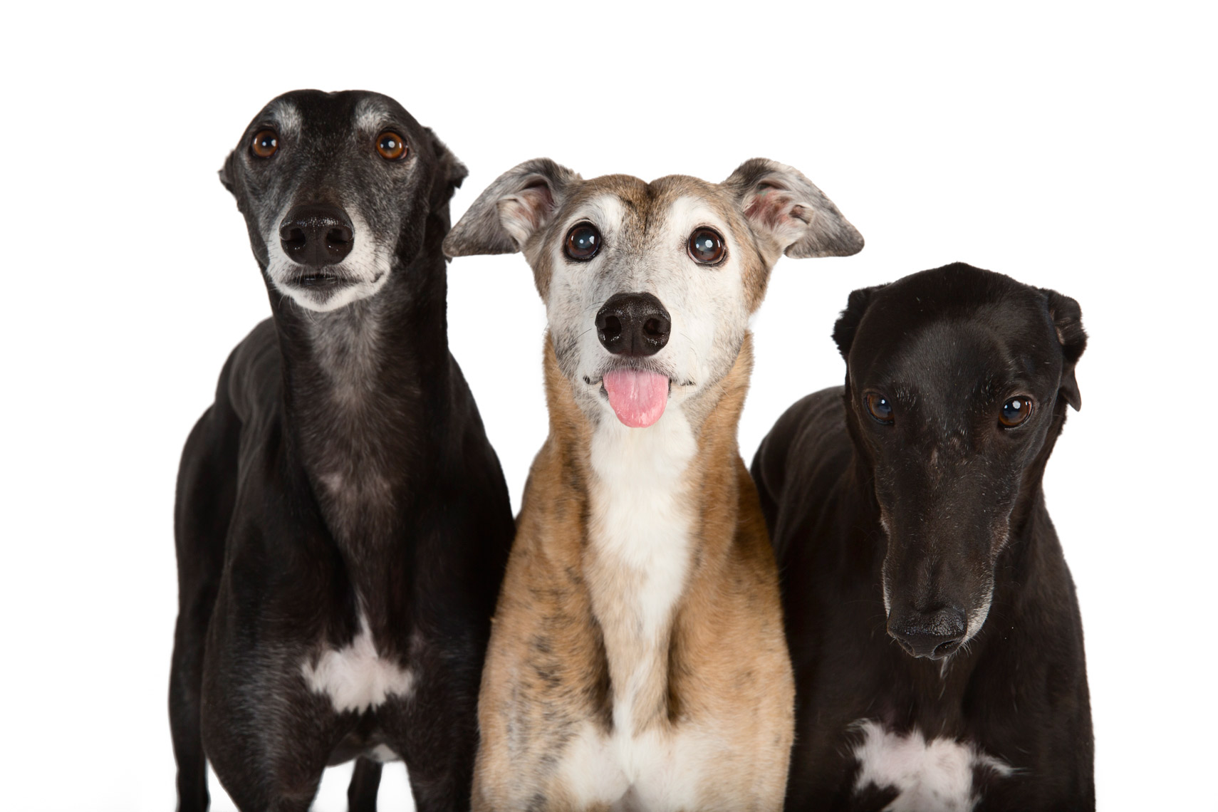 Three Greyhounds with one of them sticking out tongue