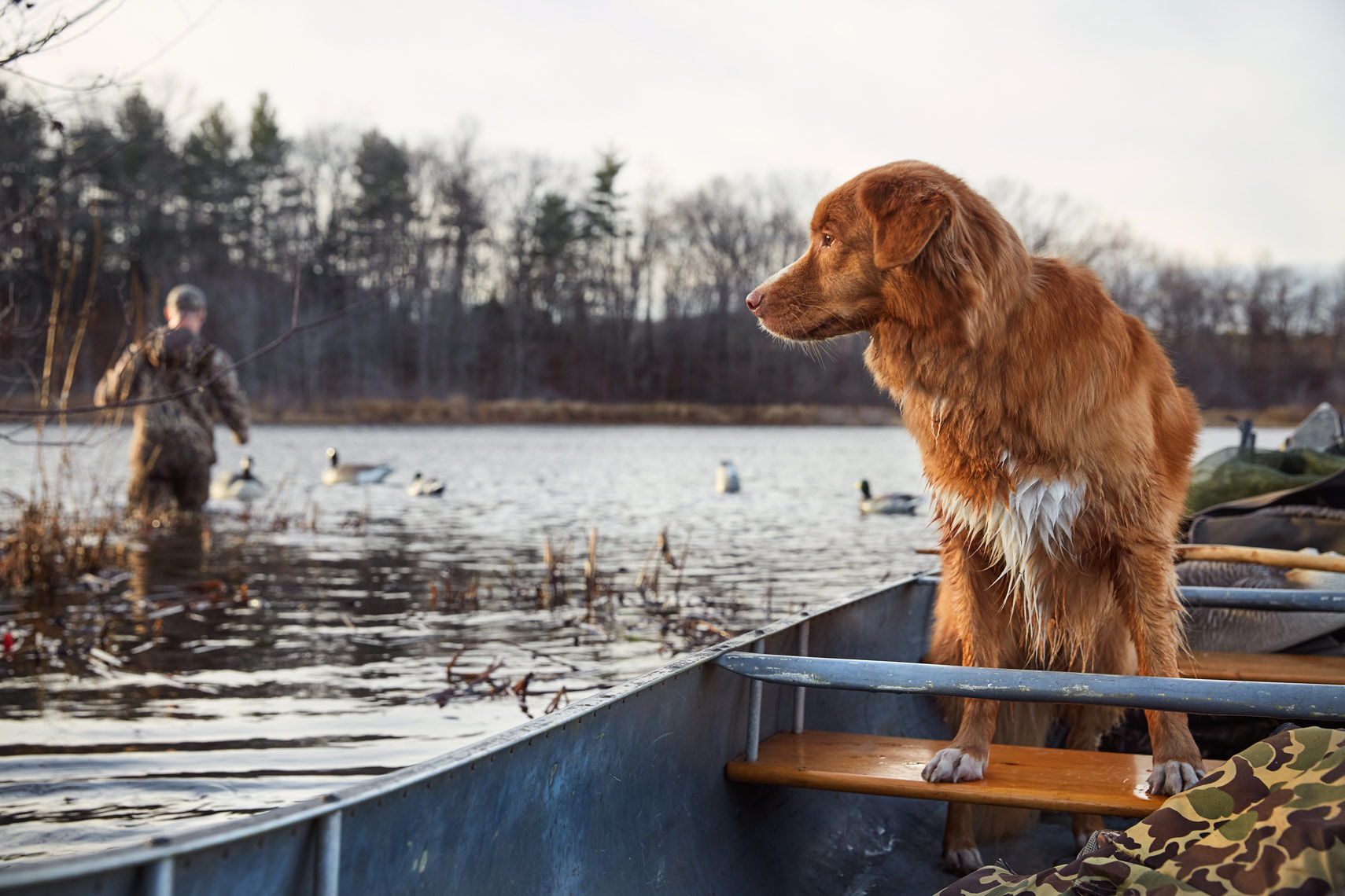 Nova Scotia duck toller in a canoe 