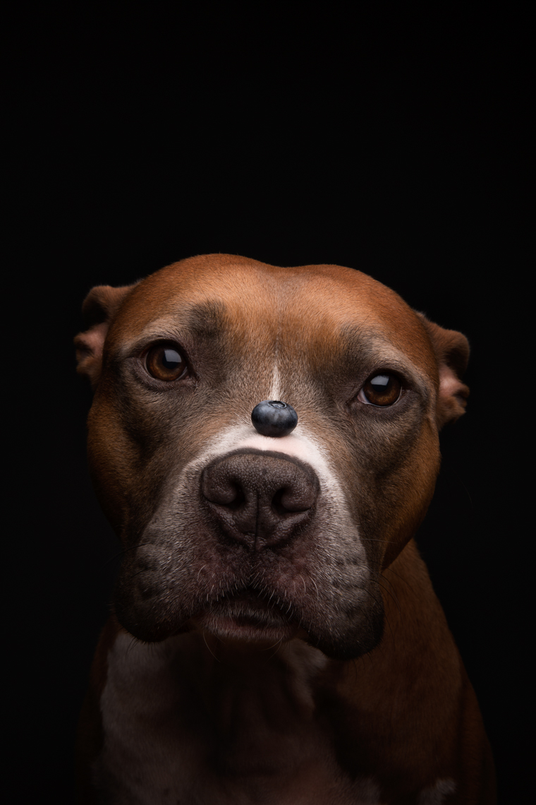 Fruit Series: Pit bull with a blueberry on his nose
