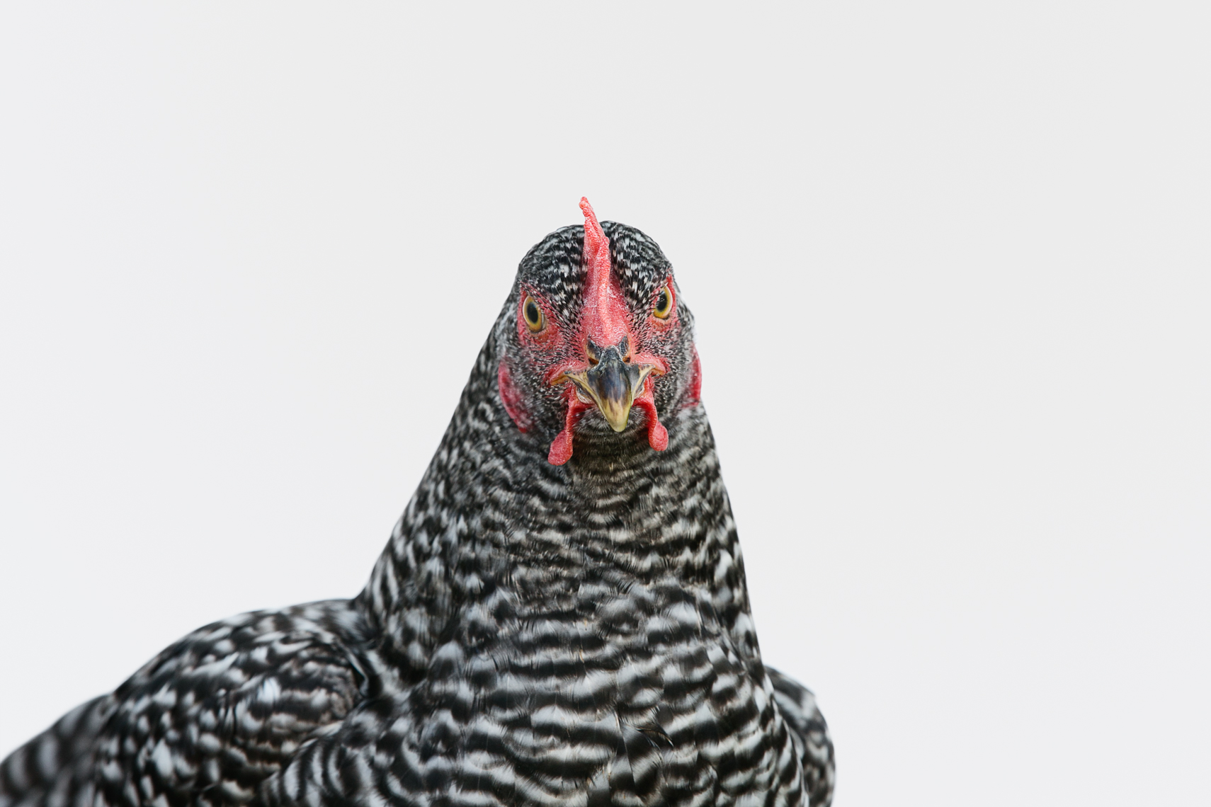 Heritage breed Delaware Chicken