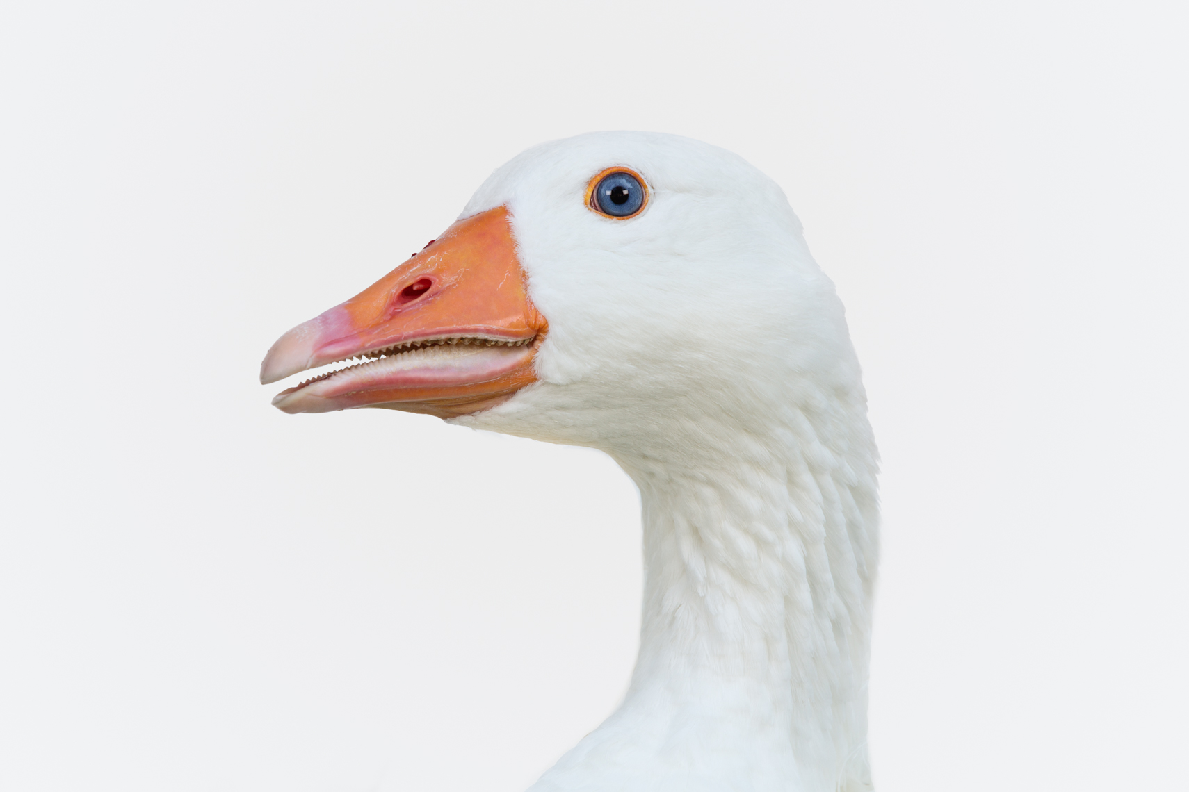 Goose