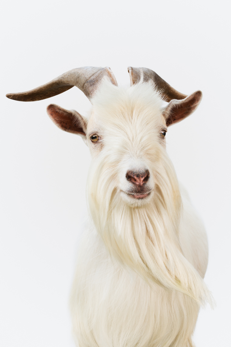 Dwarf Nigerians with white beard