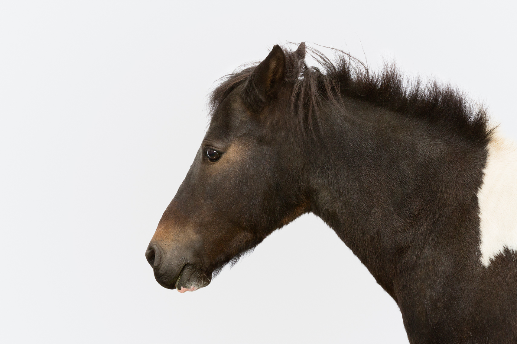 Shetland Pony portrait 