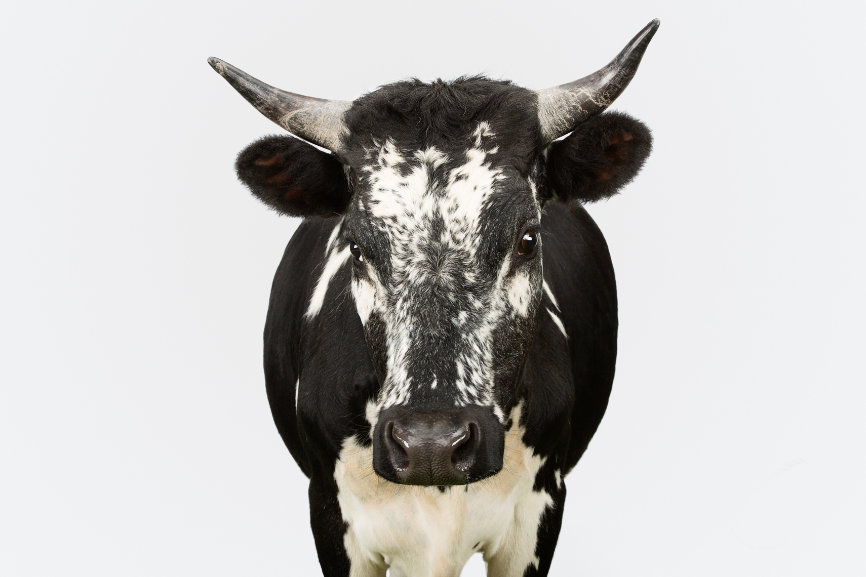 Randall Ox heritage breed livestock
