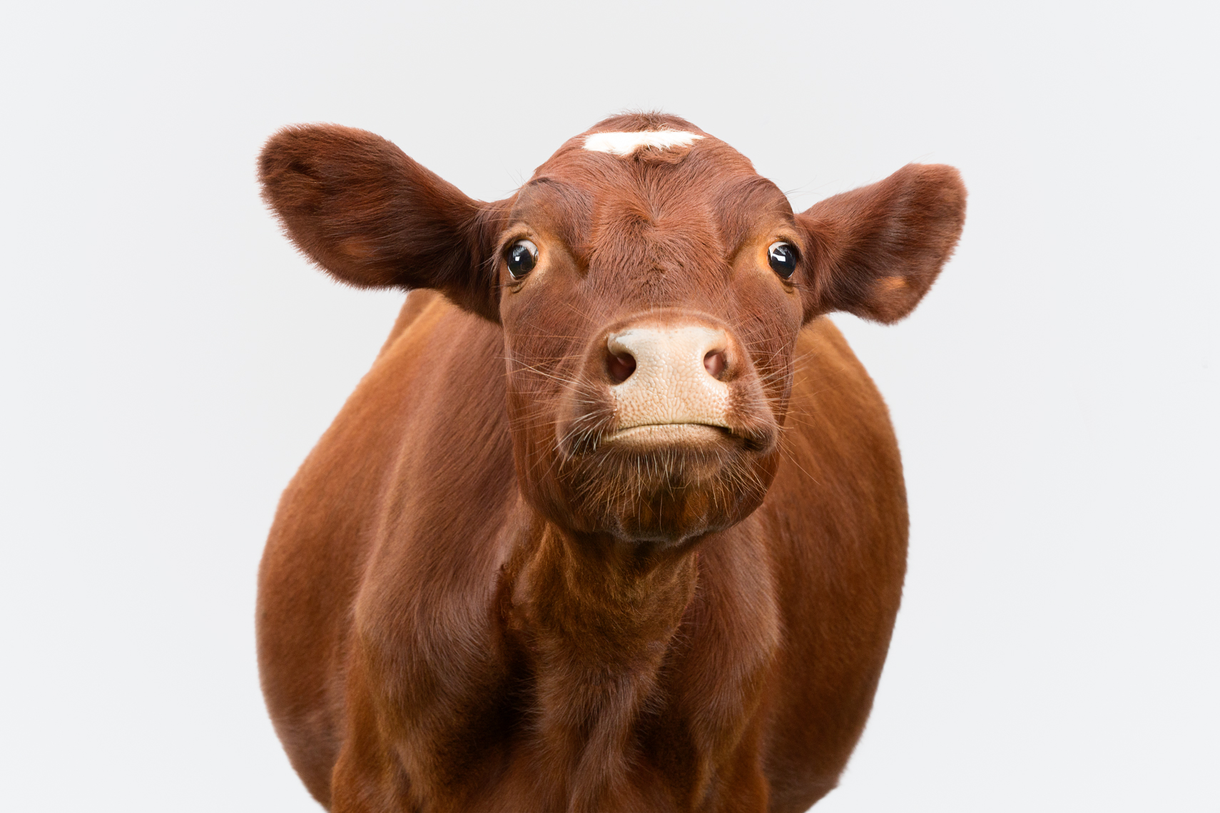 Milking Shorthorn heritage breed livestock 
