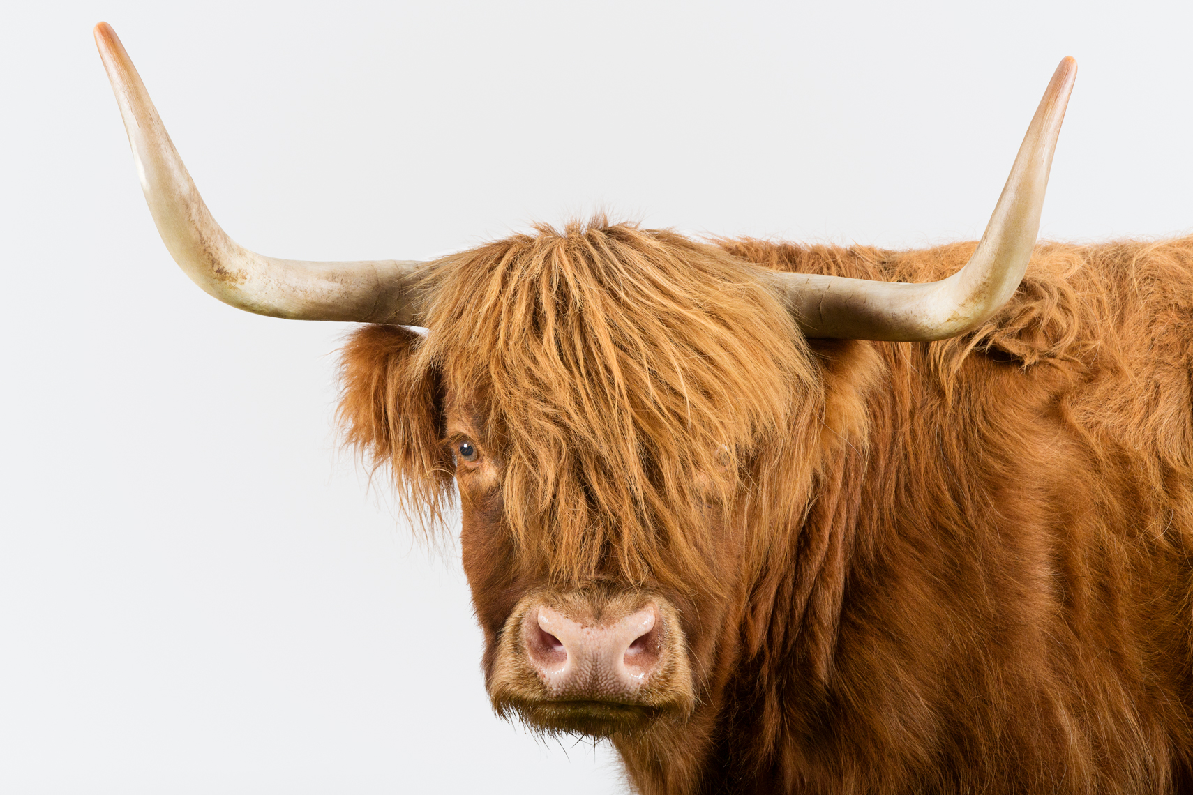Portrait of a Scottish Highland cow