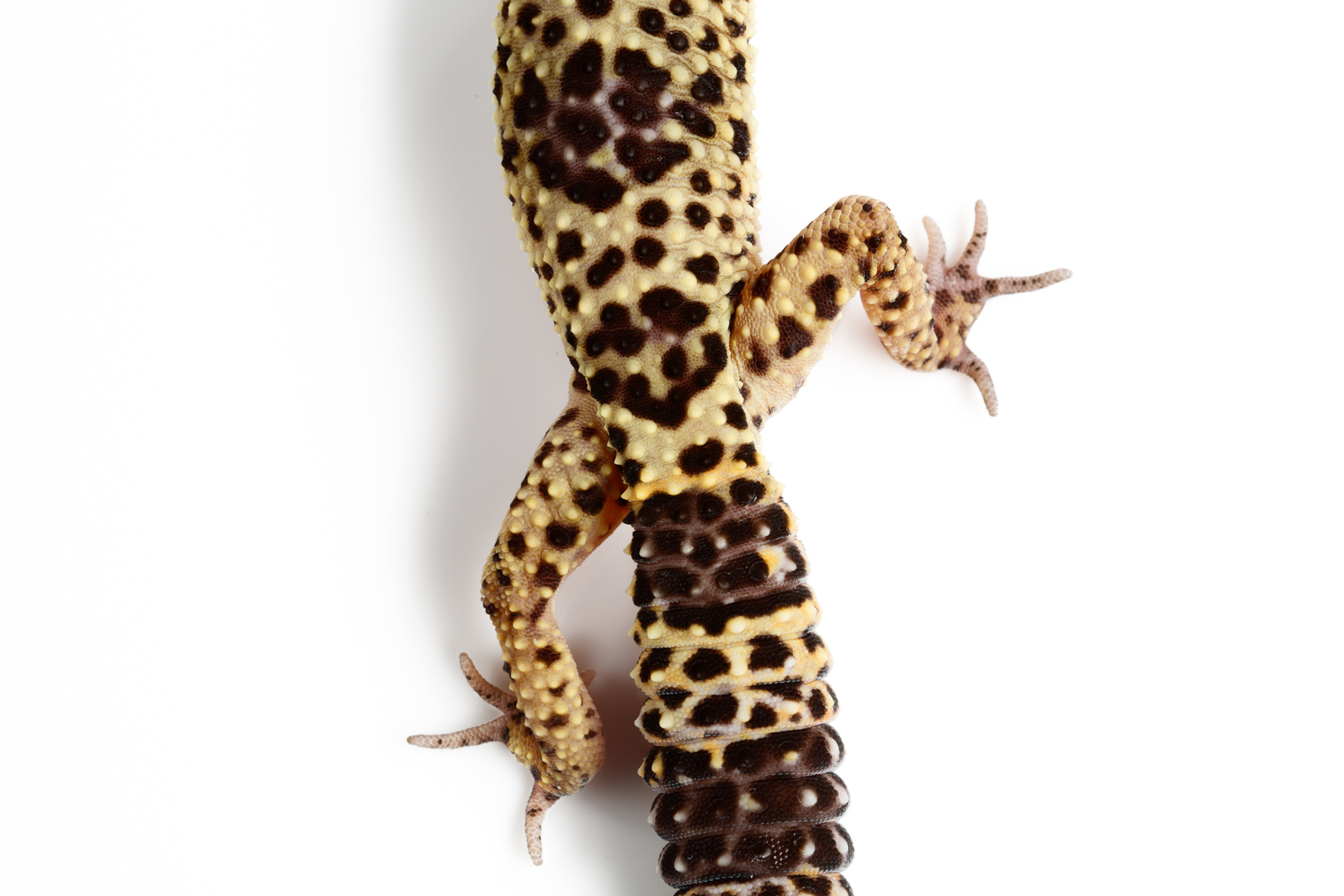 Leopard Geckos detail of tail