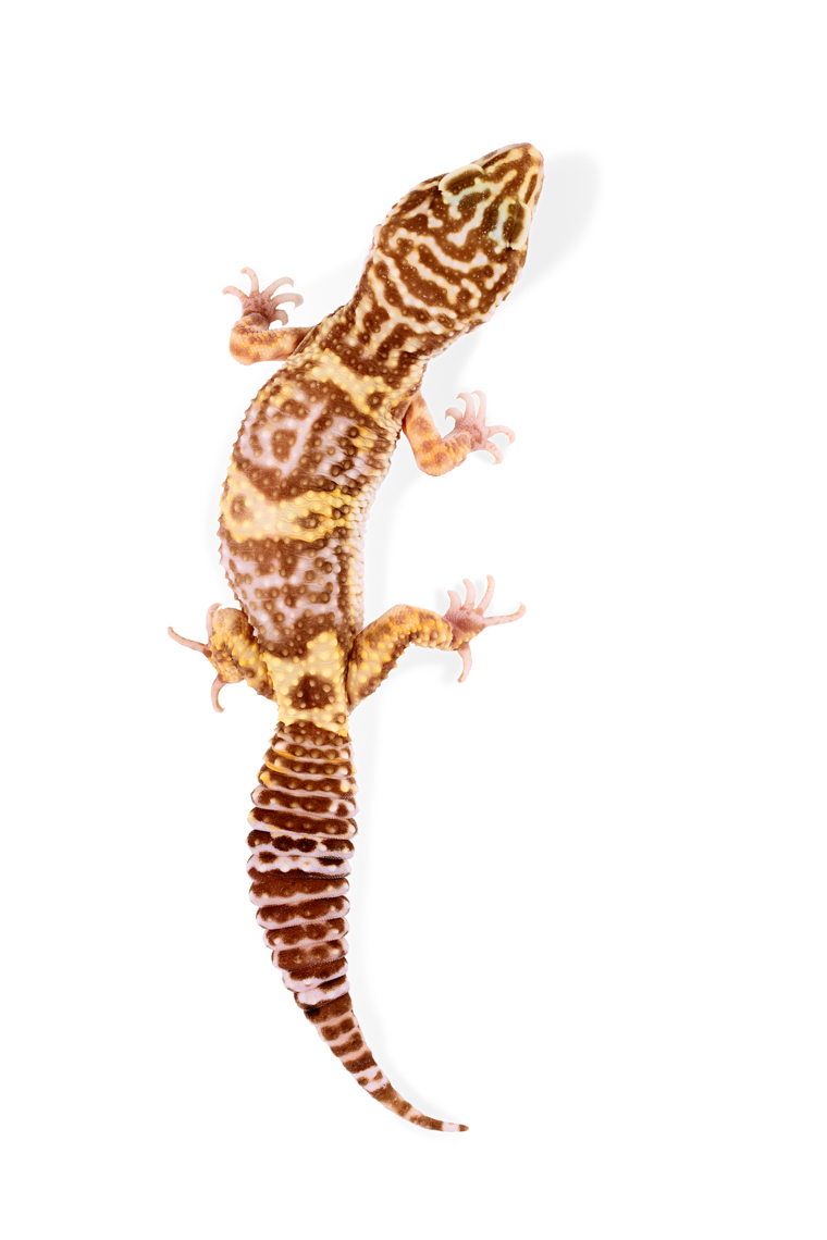 Leopard Geckos photographed from above
