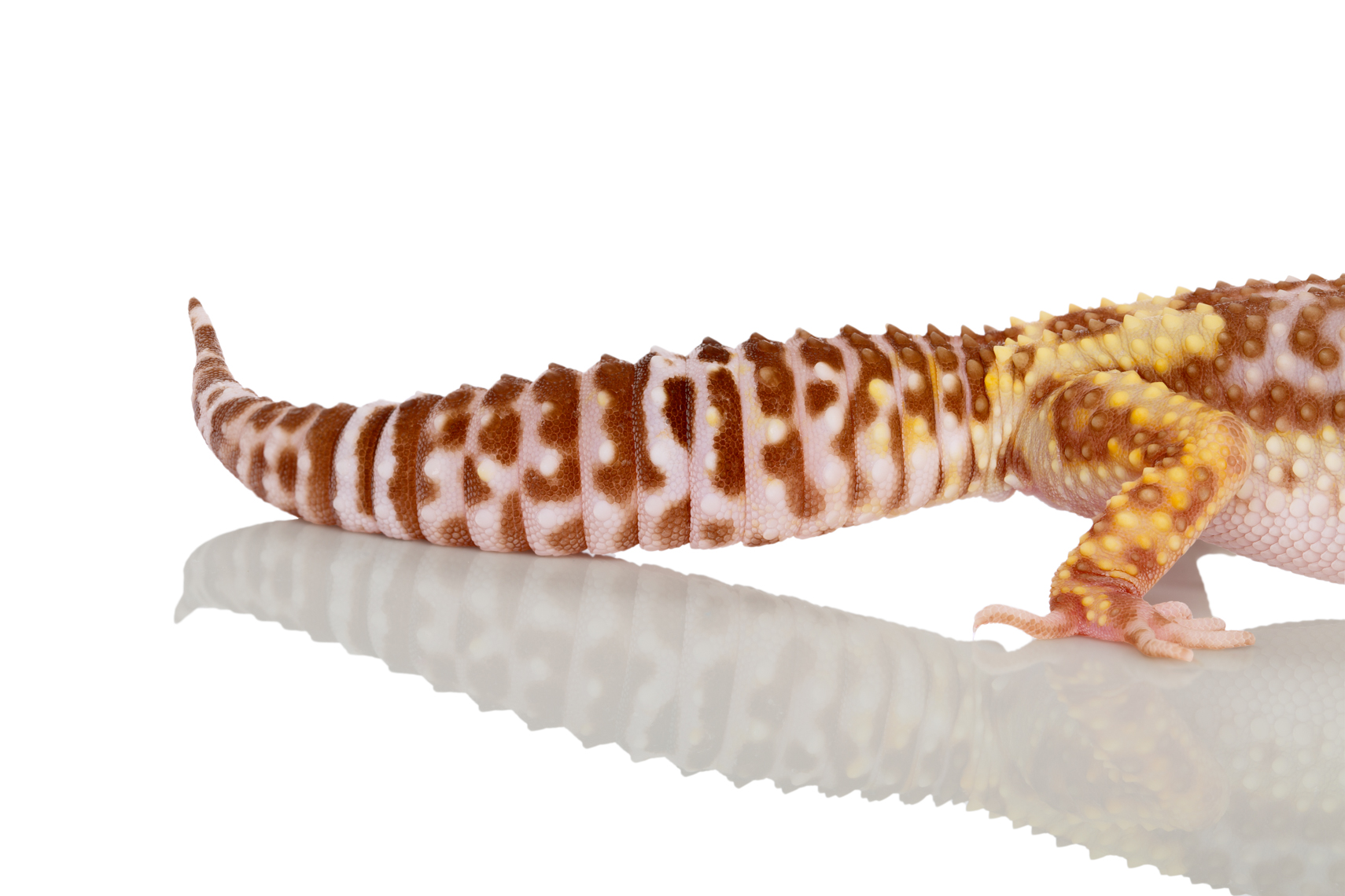 Leopard Geckos tail