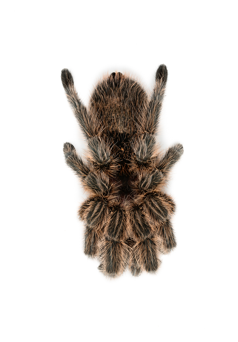 Rose haired Tarantula photographed from above