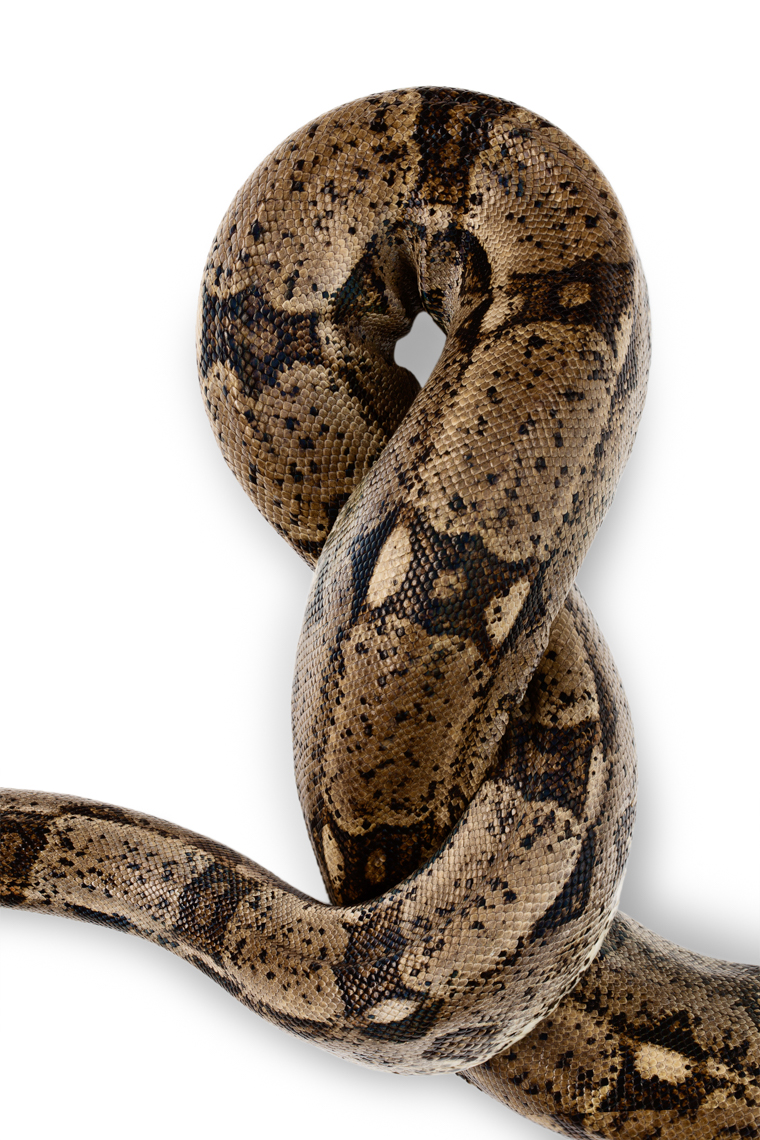 Columbian Red-Tailed Boa detail image