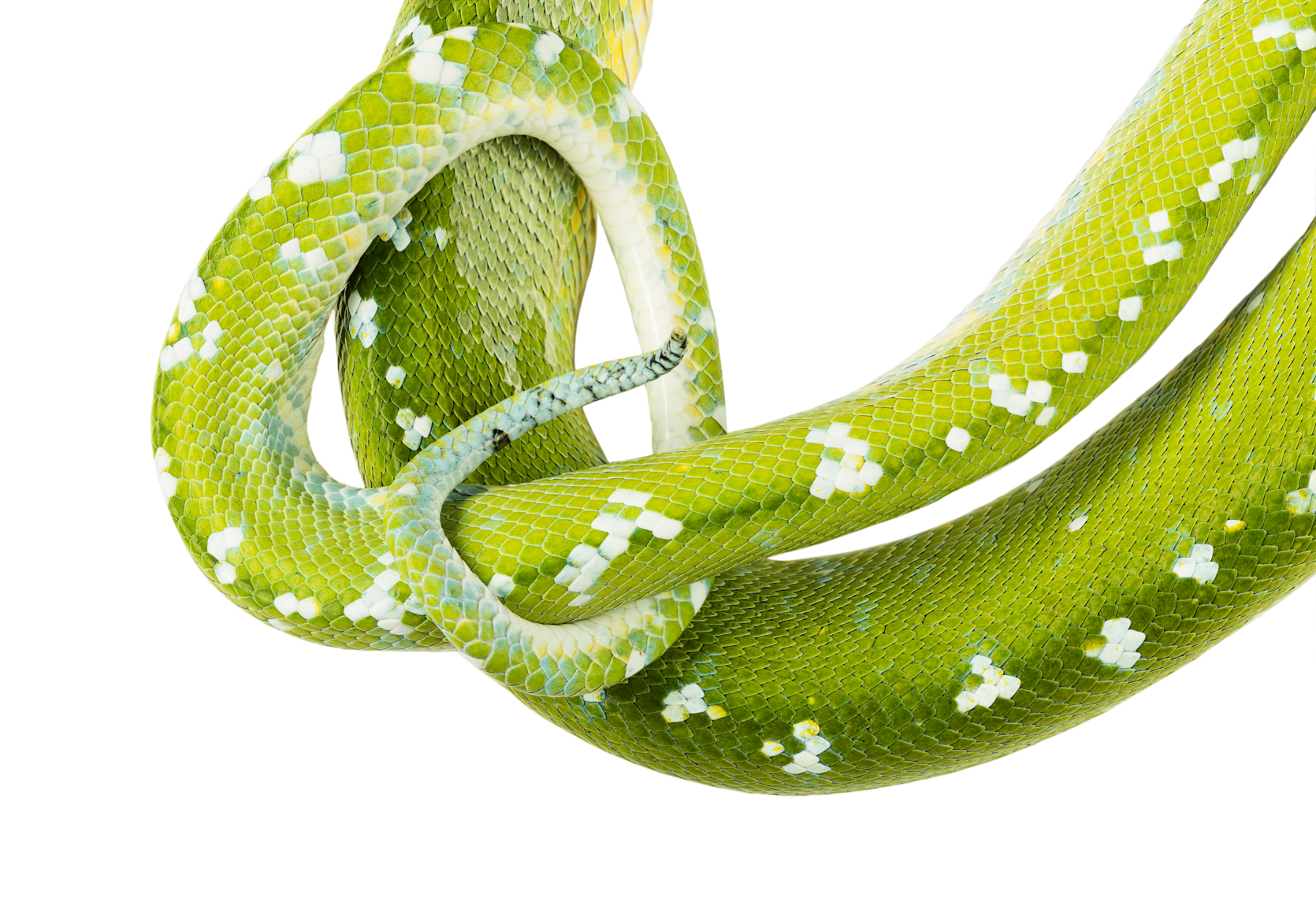 Green Tree Python tail detail