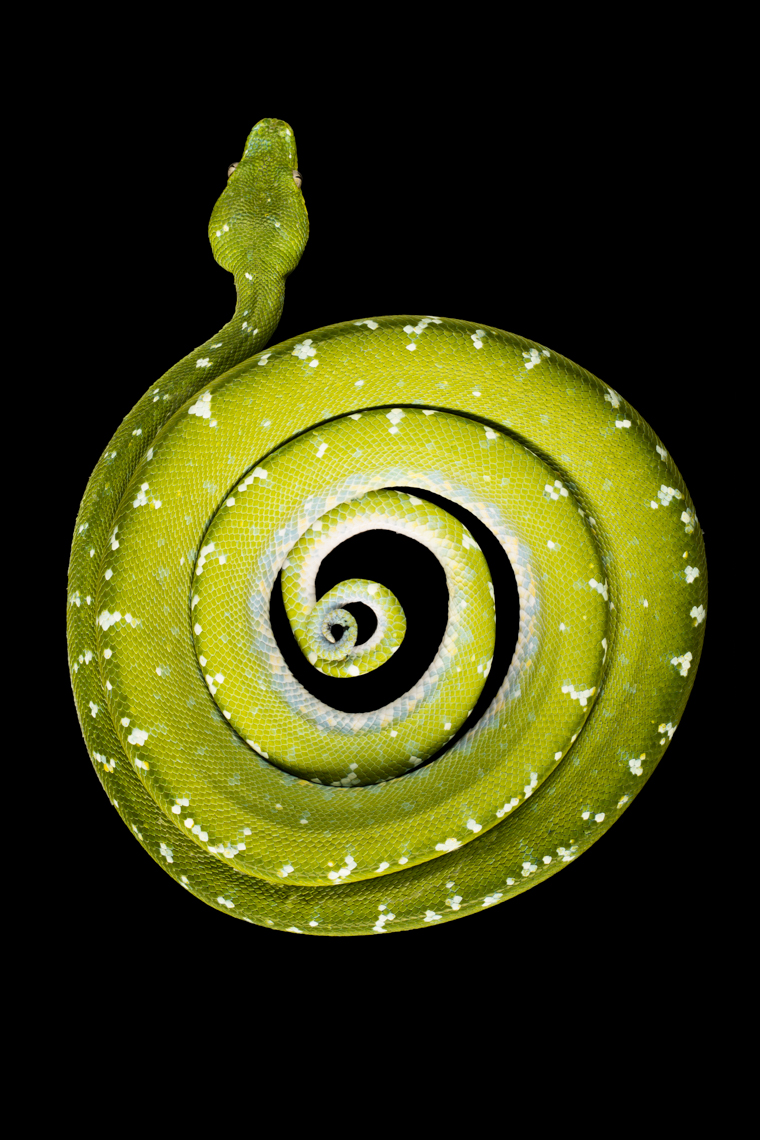 Green Tree Python coiled up on black