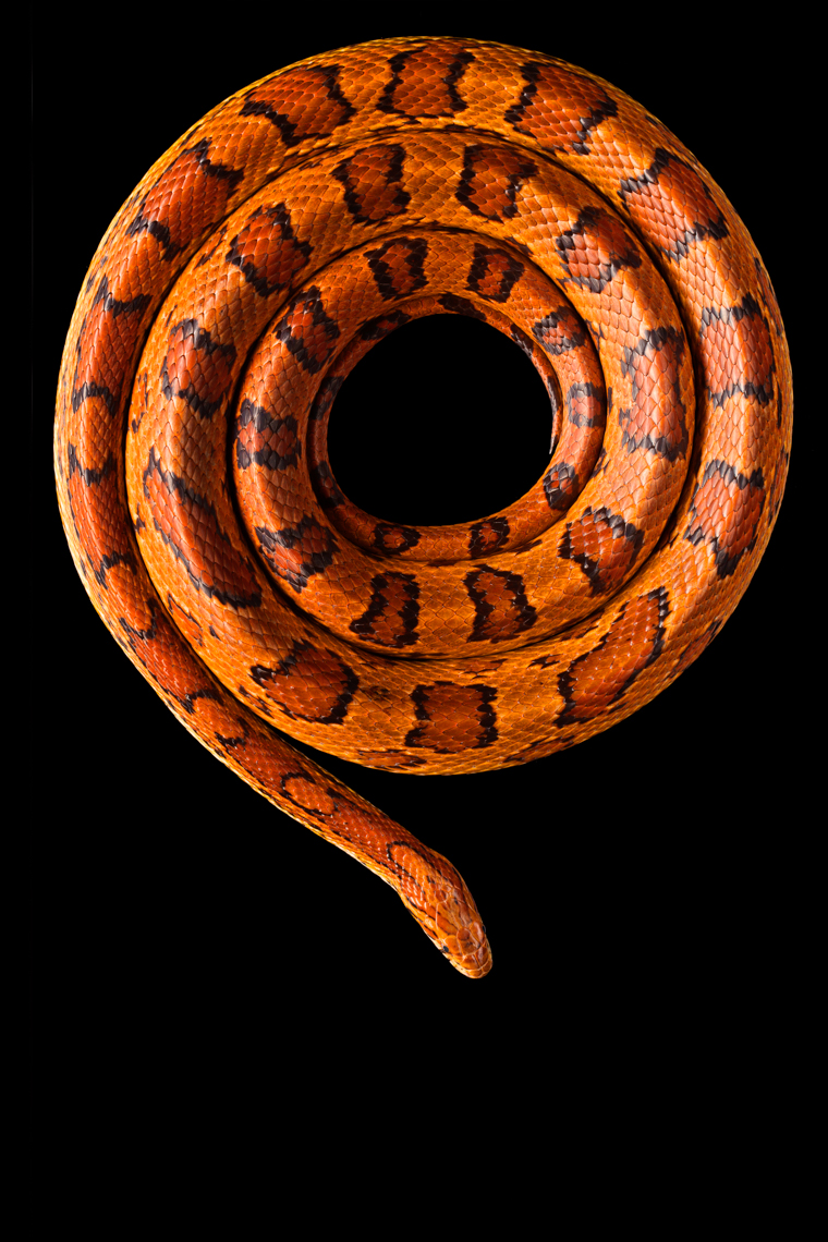 Beautiful Corn Snake in a photo studio