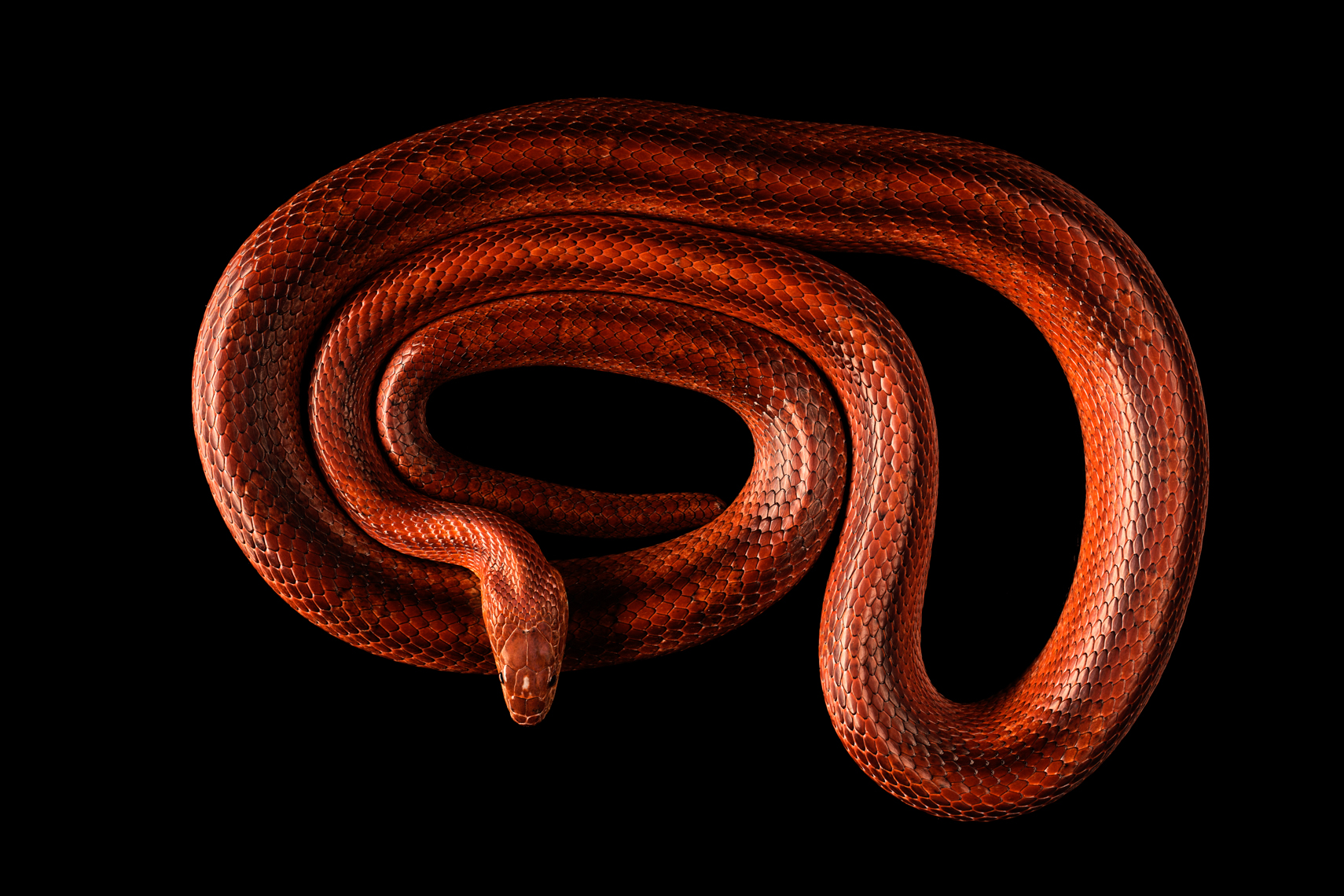 Corn Snake photographed from above