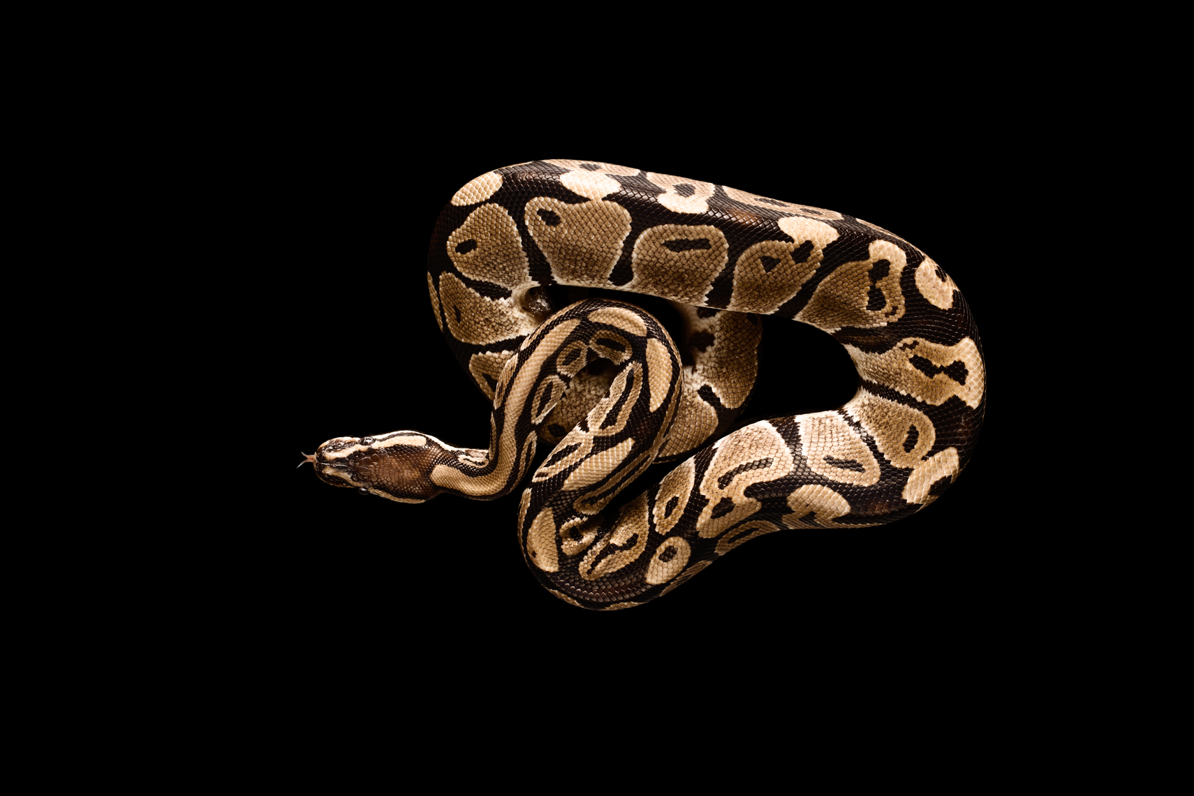 Ball Python Snake In Photography Studio