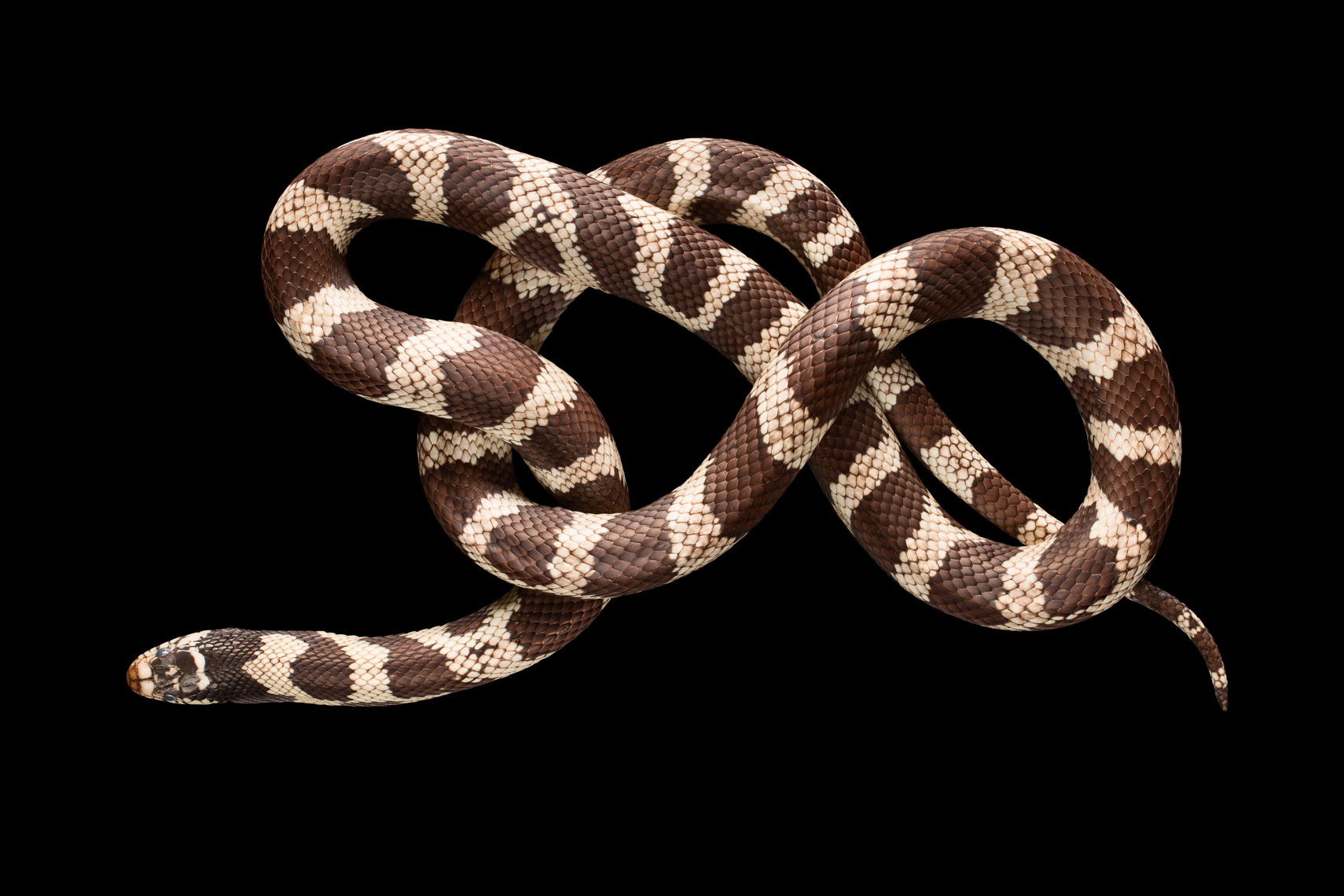 full length California King Snake