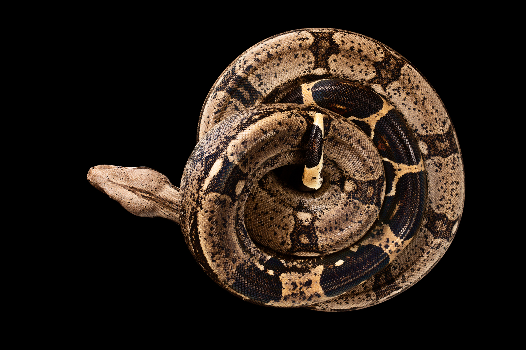 Columbian Red-tailed Boa