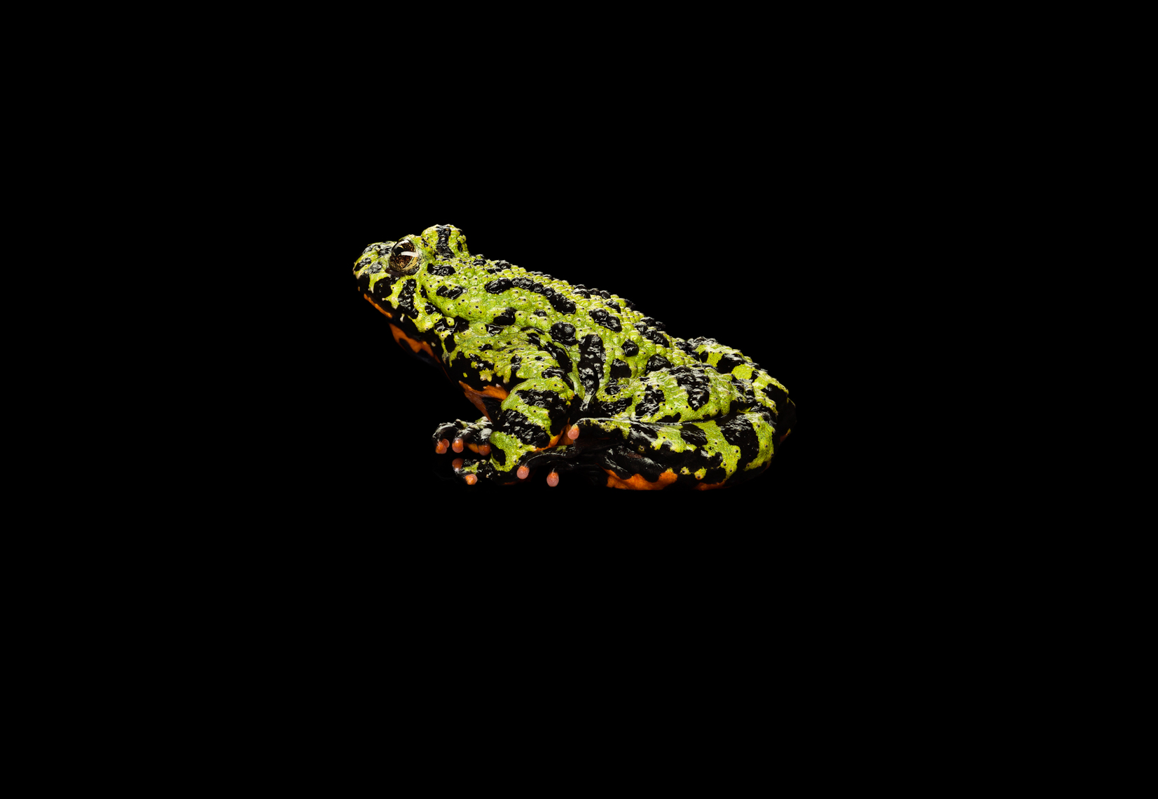 Fire-Bellied Toad profile