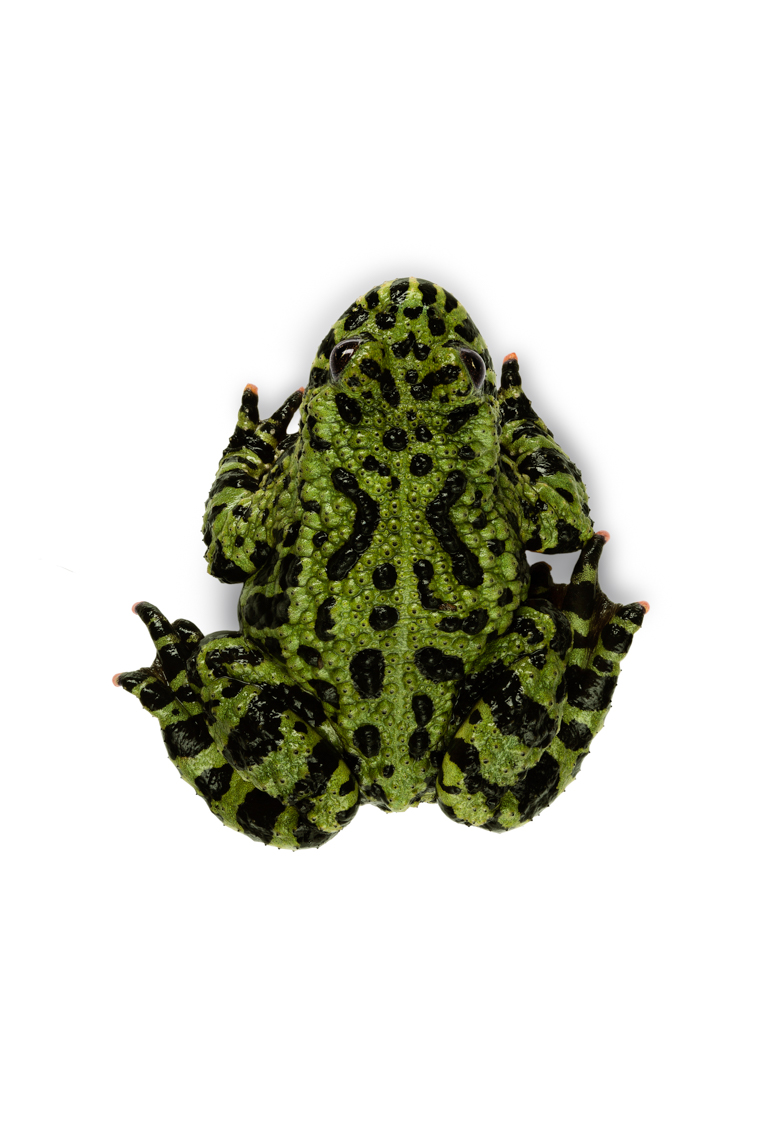 Fire-Bellied Toad on white from above