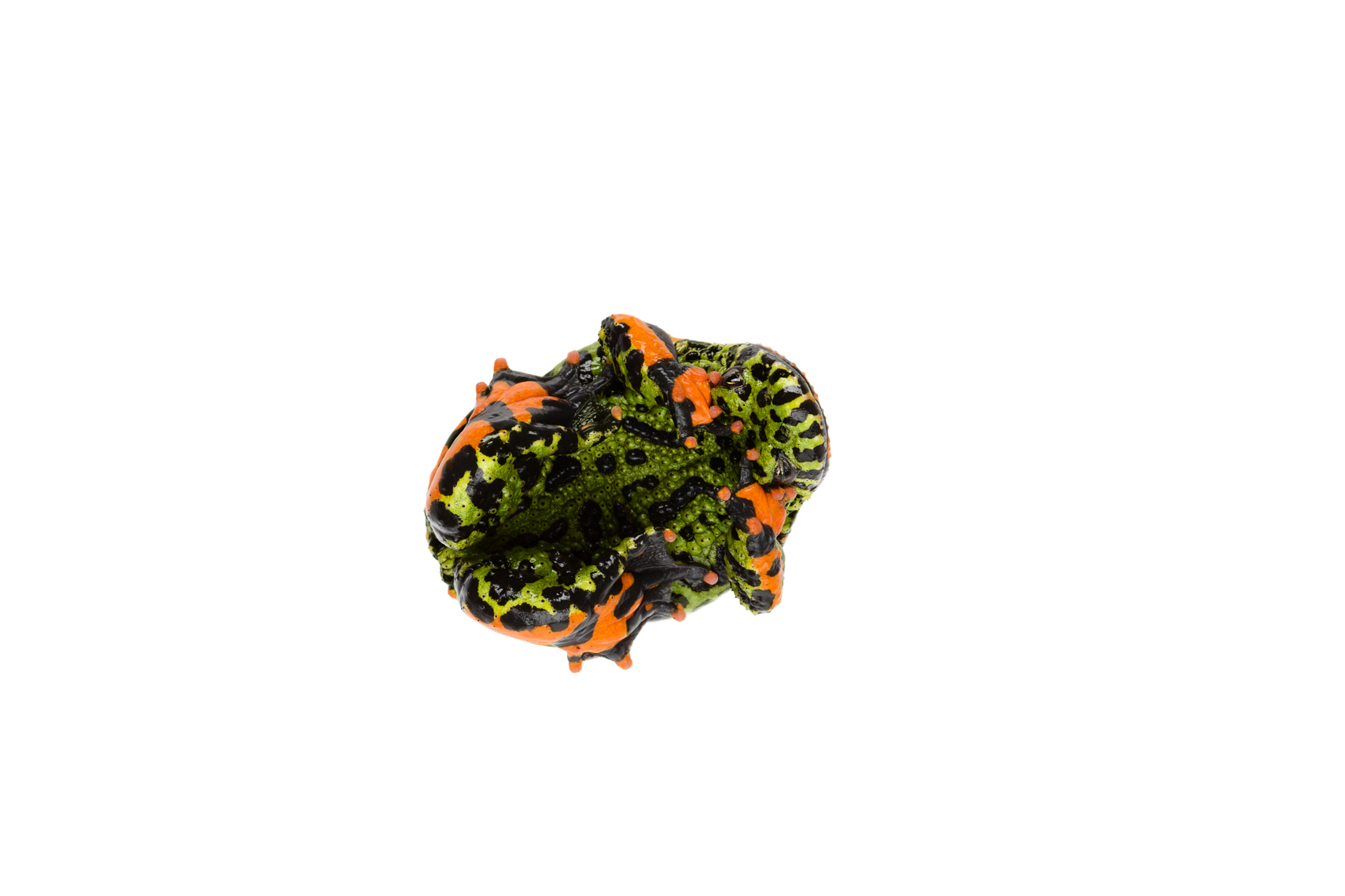 Defensive Fire-Bellied Toad