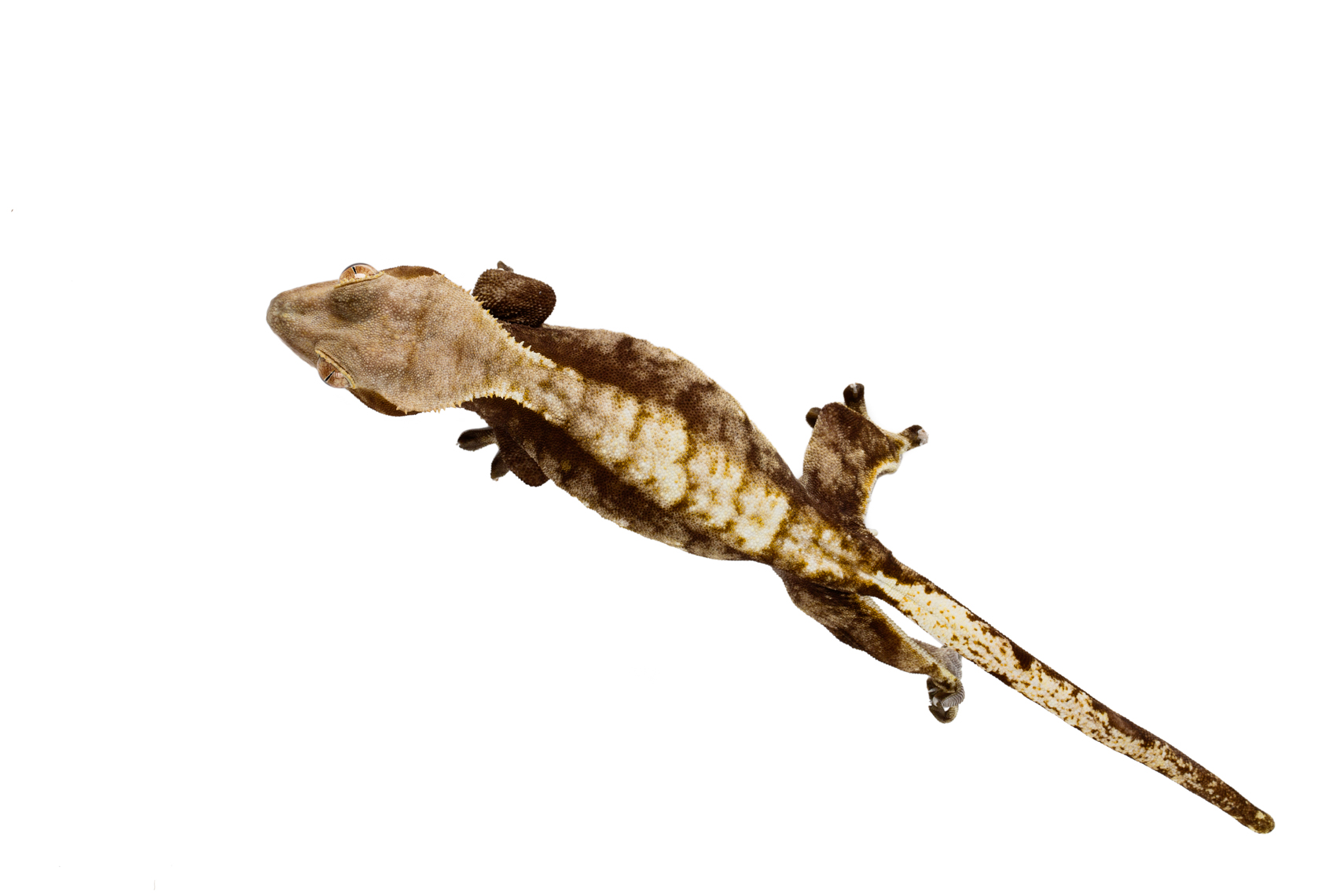 Crested Gecko on white
