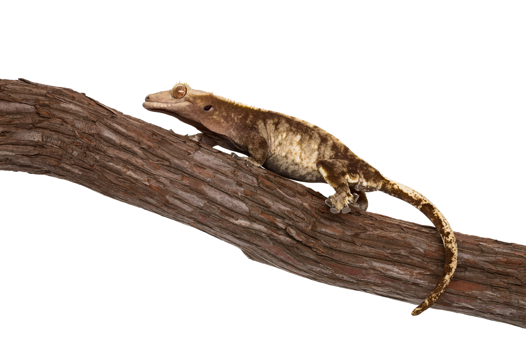 Crested Gecko climbing on tree