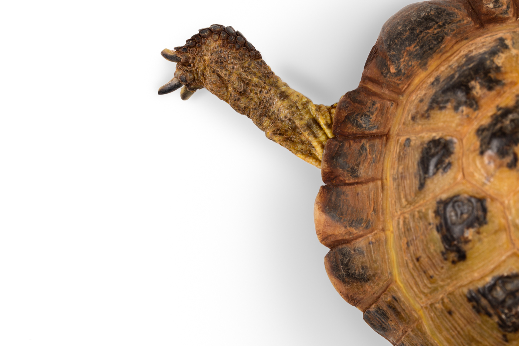Russian Tortoise leg