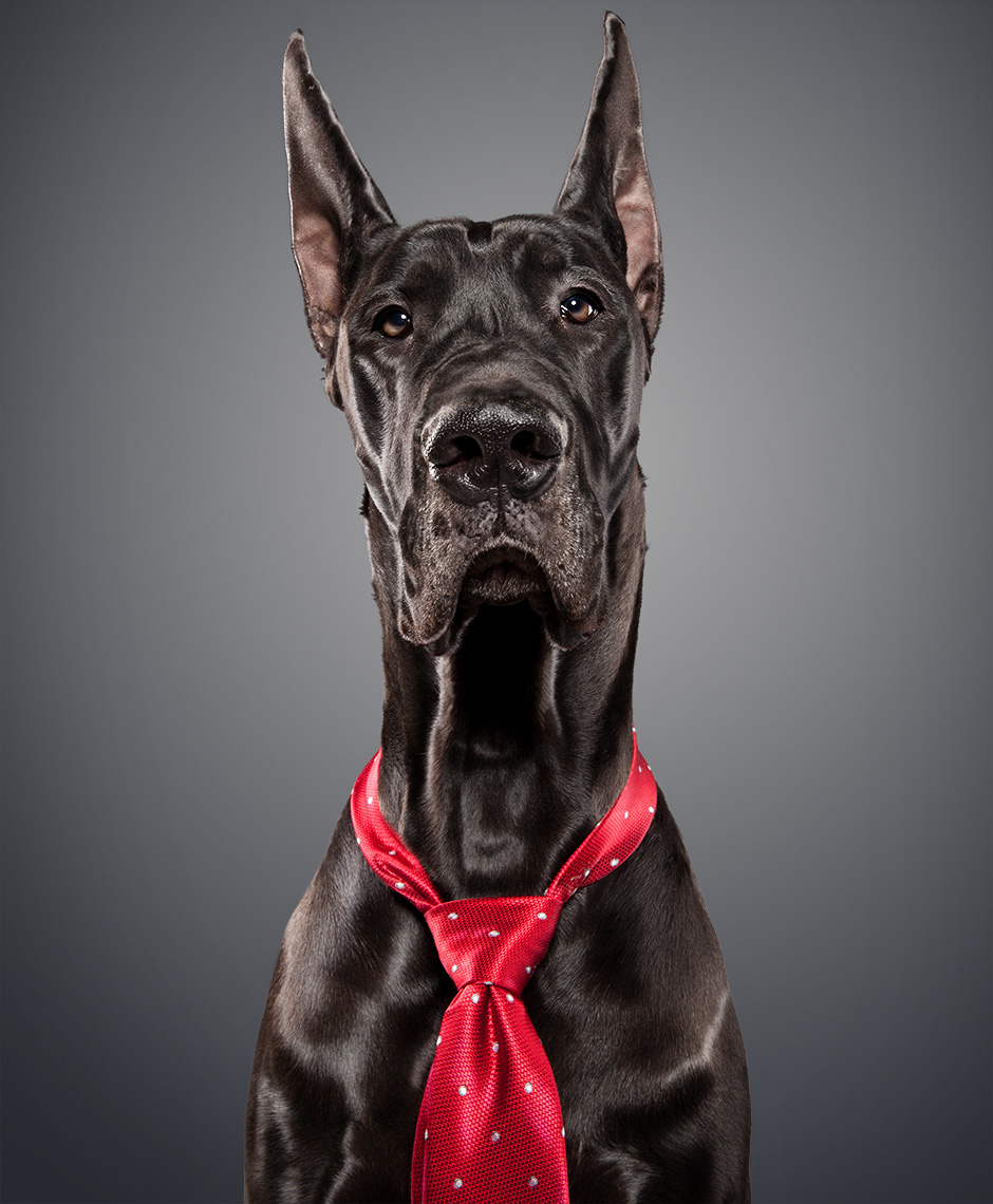 Great Dane as Vince McMahon
