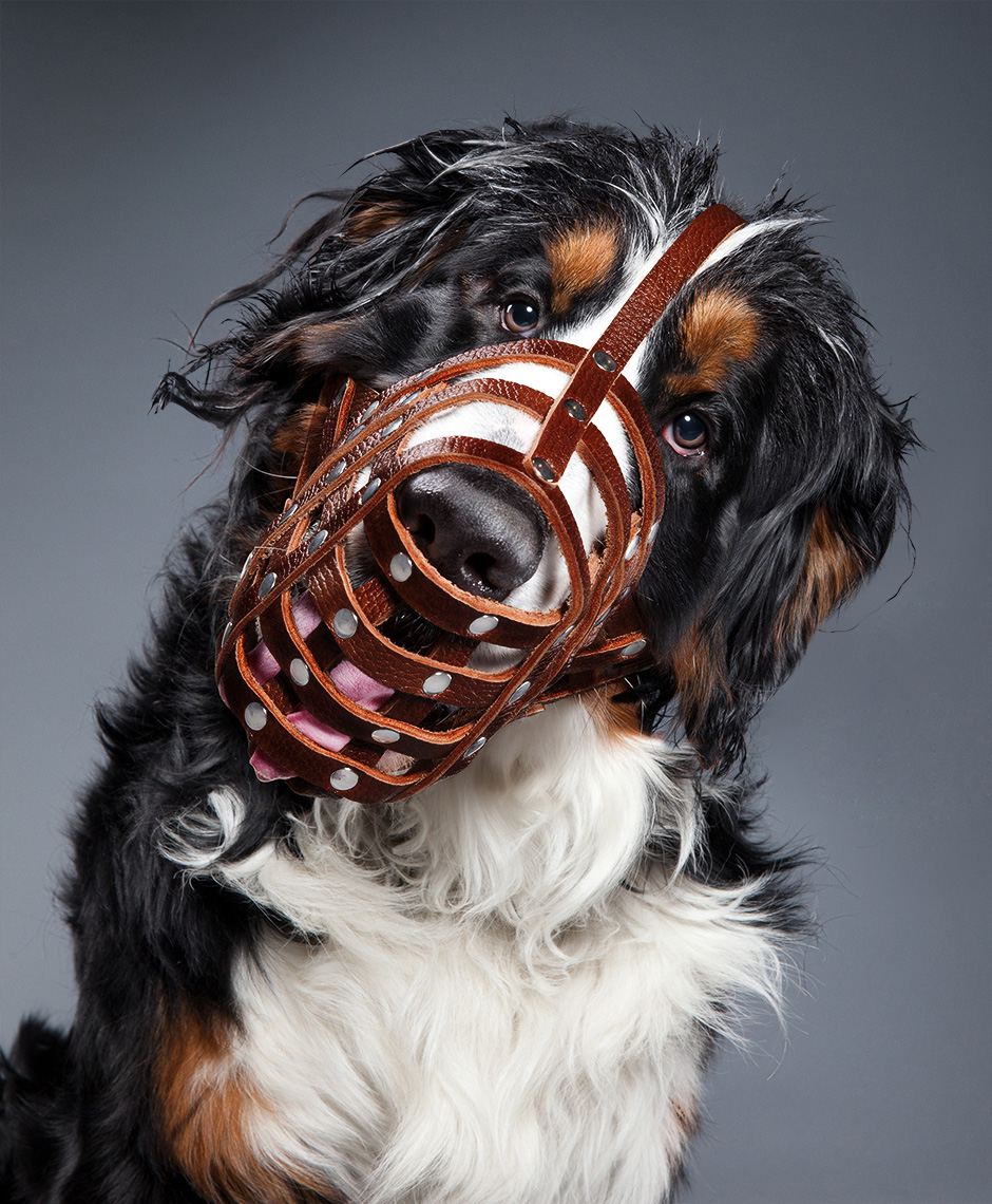 Bernese Mt Dog as wwe_dogs_unleashed_04